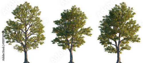 Wallpaper Mural Acer pseudoplatanus trees isolated png in sunset lighting on a transparent background premium cutout (sycamore or sycamore maple) Torontodigital.ca