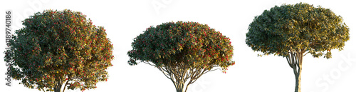 Euonymus europaeus shrub and small tree isolated png on a transparent background premium cutout (the spindle, European spindle, or common spindle)