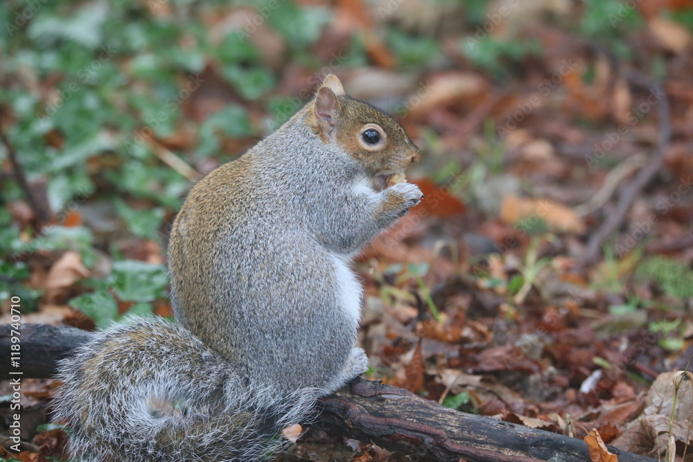 St Enda's Park, Dublin, Ireland - December 26th 2024 - A grey squirrel looking for food in a park in South Dublin, Ireland. . St Enda's Park, Dublin, Ireland - December 26th 2024 - A grey squirrel looking for food in a park in South Dublin, Ireland. .