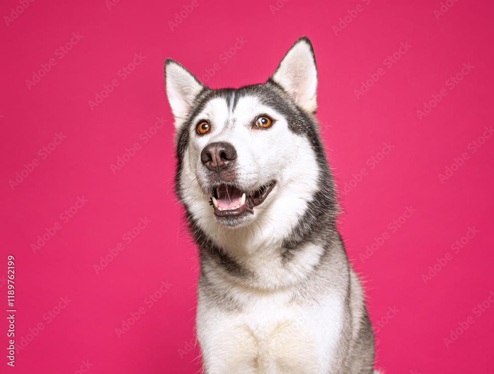 cute dog on an isolated background in a studio shot cute dog on an isolated background in a studio shot