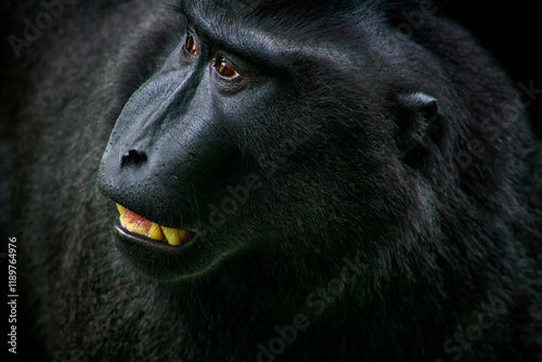 Celebes Crested Macaque (Macaca Nigra) photo