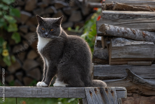 Gray cat with white front and paws, posing on a wooden sawhorse surrounded by a wood pile, its fur backlit. photo