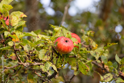 Fotografija Apple tree close-up end-of-season paradise damaged leaves, and gnarled fruit