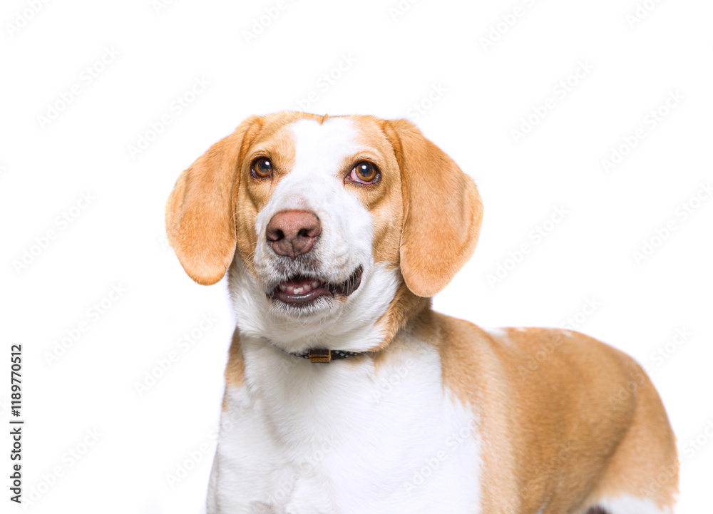 cute dog on an isolated background in a studio shot