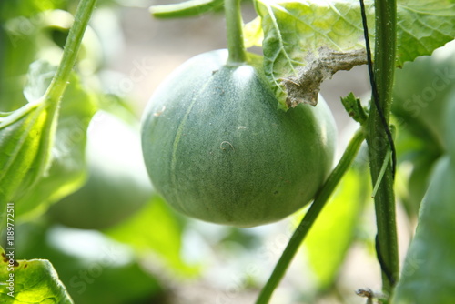 Melon grown in greenhouses