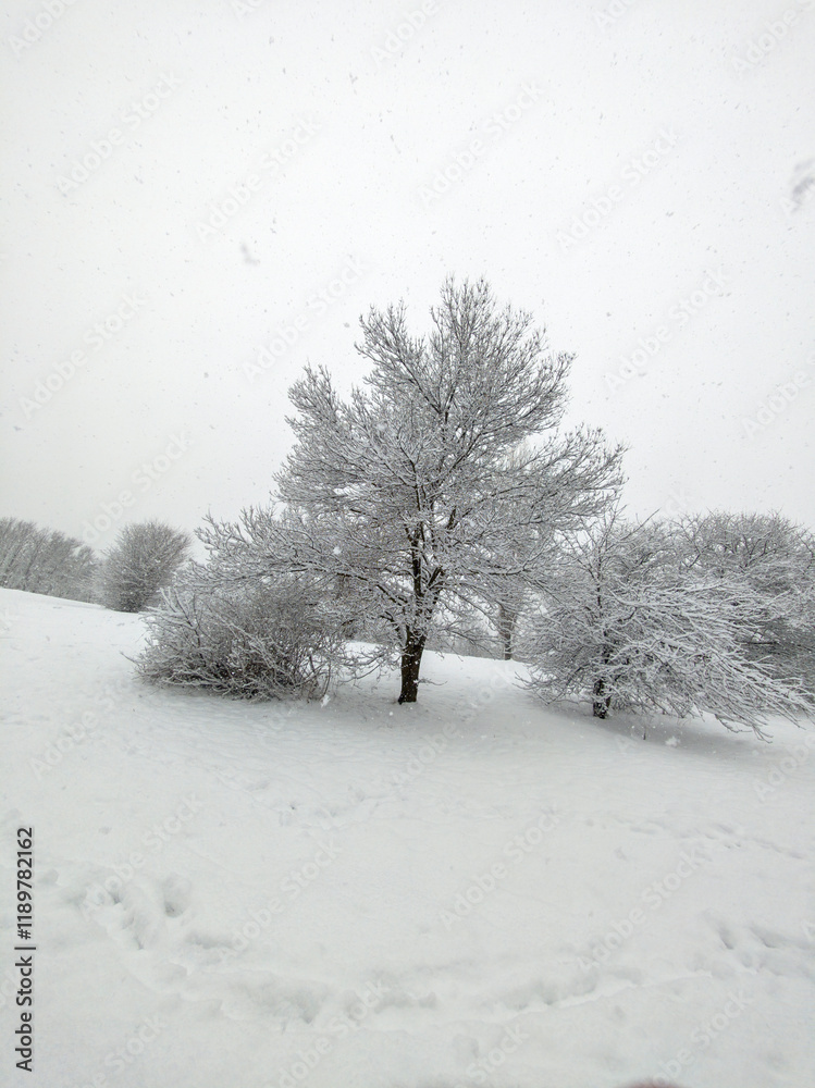 Obraz premium Winter Landscape of South Park in city of Sofia, Bulgaria