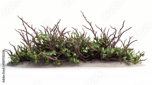 3d render isolated briar thorn patch. Thornshade. Illustration