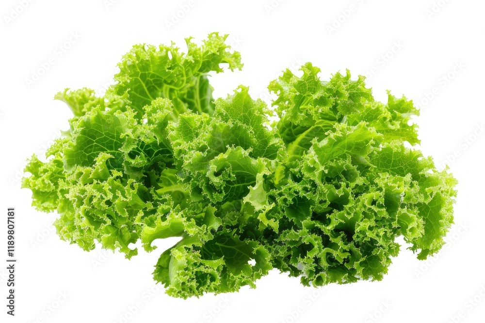 Sharp Image of Batavia Lettuce Salad Rosette Isolated White White Green Leafy Veggie Sharp Image of Batavia Lettuce Salad Rosette Isolated White White Green Leafy Veggie