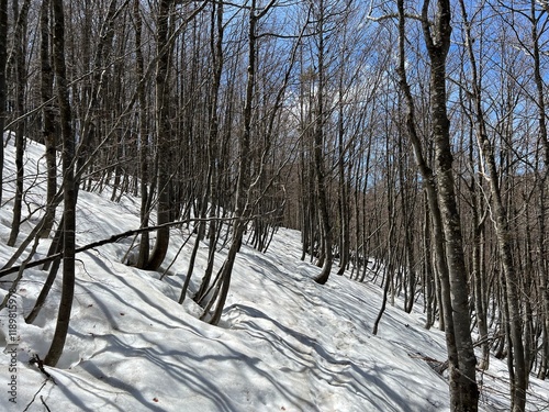 The last remnants of spring snow after a long and harsh mountain winter - Northern Velebit National Park, Croatia (Posljednji proljetni ostaci snijega nakon duge i oštre zime - NP Sjeverni Velebit) photo