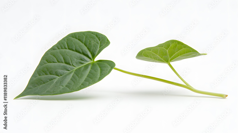 Fototapeta premium Two vibrant green leaves on a slender stem, isolated against a stark white background. The leaves display intricate venation and a fresh, healthy appearance.