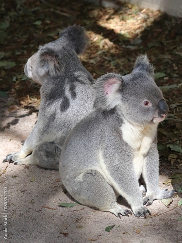 Two koalas in Lone Pine Koala Sanctuary, Brisbane, Australia photo