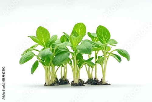 Young sprouts of potatoes isolated on white background. Concept of agriculture