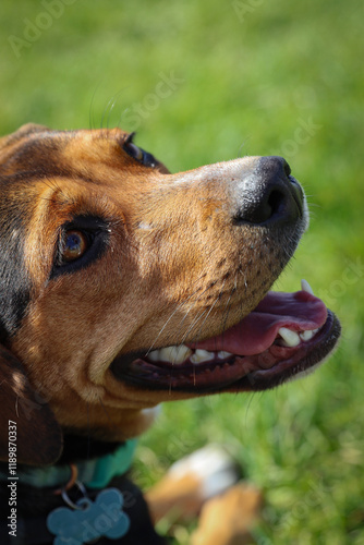 Foto Hound Dog Mix at Park