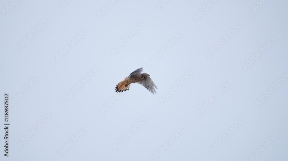 American Kestrel hovering while it hunts from the sky above flapping its wings to hold its position. American Kestrel hovering while it hunts from the sky above flapping its wings to hold its position.