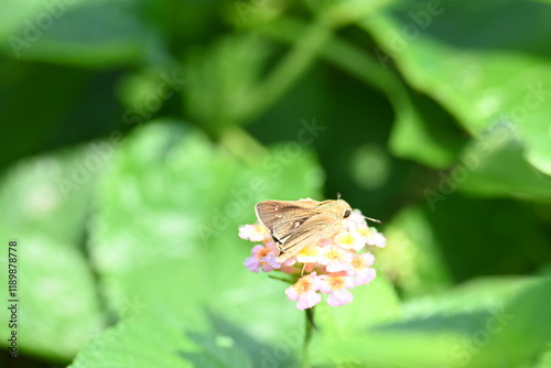 Pelopidas mathias butterfly. Its other names  dark small branded swift, small branded swift, lesser millet skipper and  black branded swift. This is a butterfly belonging to the family Hesperiidae.  photo