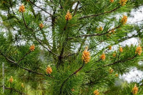 Closeup of the early stage of the pollen cones or catkins of the Loblolly Pine tree in Canada forest in summer time
