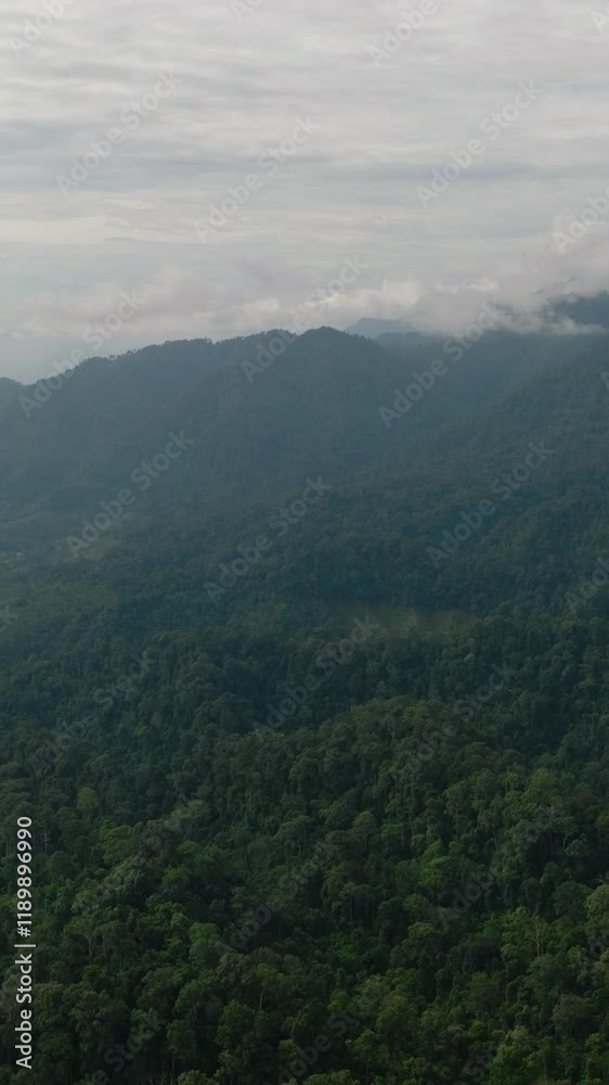 Green rainforest and jungle in the mountains. Bukit Lawang. Sumatra, Indonesia. Vertical video. Green rainforest and jungle in the mountains. Bukit Lawang. Sumatra, Indonesia. Vertical video.