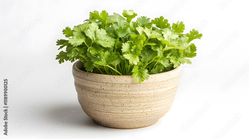 Fresh cilantro in a rustic beige bowl, isolated on white background. Vibrant green herbs perfect for culinary use or as a healthy garnish. Fresh cilantro in a rustic beige bowl, isolated on white background. Vibrant green herbs perfect for culinary use or as a healthy garnish.