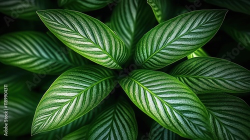 close up green tropical jungle leaves with white stripes texture background