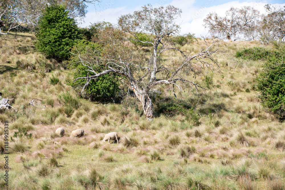 Australian Bush Landscape with sheep grazing. Australian Bush Landscape with sheep grazing.