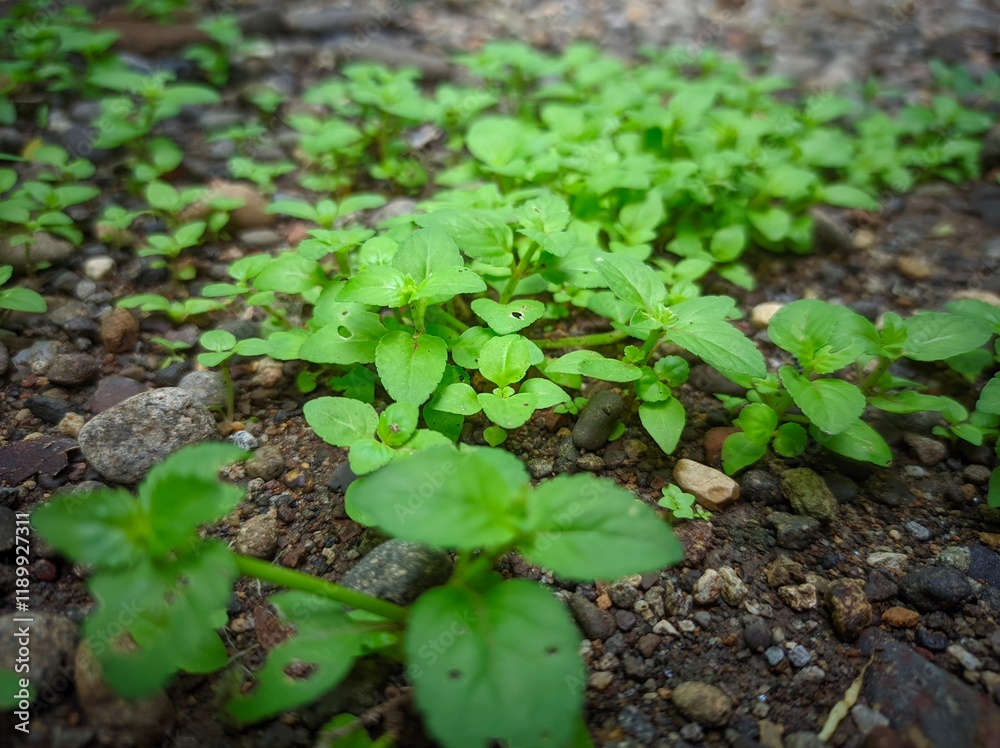 Clinopodium brownei, or Browne's savory, is a perennial with sprawling square stems and opposite leaves. This herb is heavily pubescent on the stem and inner and outer calyx. Clinopodium brownei, or Browne's savory, is a perennial with sprawling square stems and opposite leaves. This herb is heavily pubescent on the stem and inner and outer calyx.