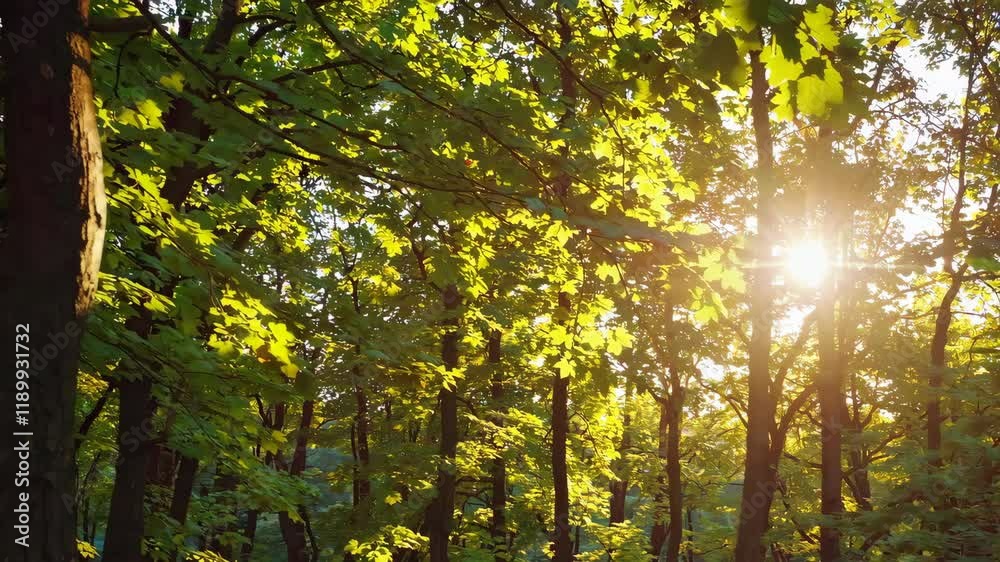 Green forest background texture with branch of tree in sunny light. Sunlight in forest. Canopy of tall tree woods Green forest background texture with branch of tree in sunny light. Sunlight in forest. Canopy of tall tree woods