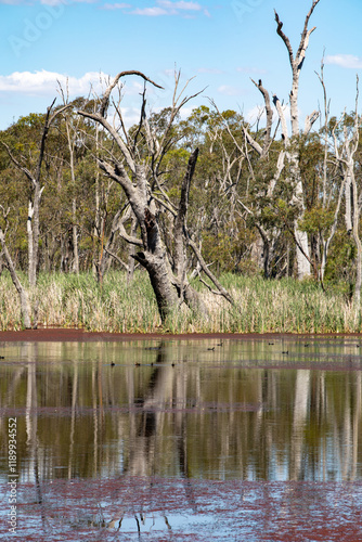 Serene water, trees at a swamp along the Murray River,  Australia