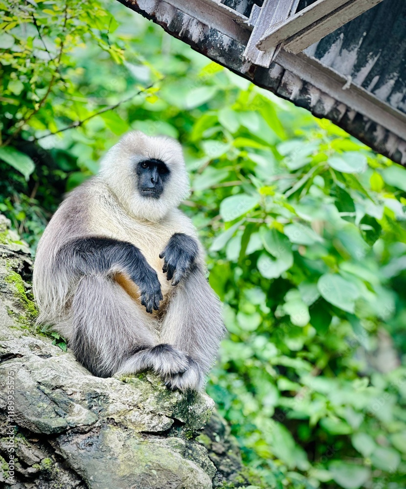 Obraz premium long tailed macaque