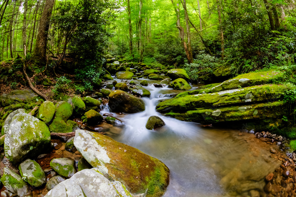 A stream of water flows through a forest with moss growing on the rocks A stream of water flows through a forest with moss growing on the rocks
