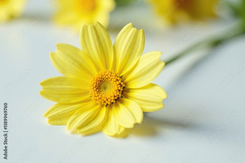 Yellow senecio bloom with intricate details on white surface, background, blossom, single Yellow senecio bloom with intricate details on white surface, background, blossom, single