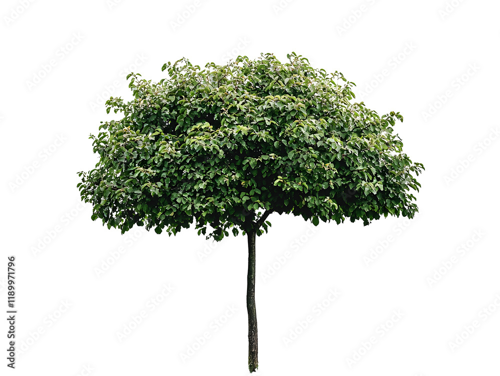 Fototapeta premium Lone Green Tree Standing Tall in Peaceful Grassy Meadow