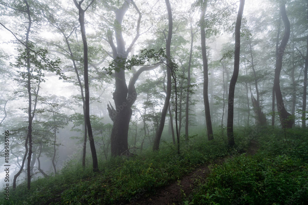 View of the ecological trail at the top of the Una-koz ridge of the Caucasus Mountains on a summer day in low cloud conditions, Dakhovskaya, Republic of Adygea, Russia View of the ecological trail at the top of the Una-koz ridge of the Caucasus Mountains on a summer day in low cloud conditions, Dakhovskaya, Republic of Adygea, Russia