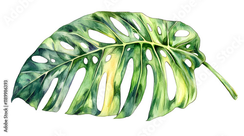 A watercolor painting of a single Monstera deliciosa leaf, showcasing its vibrant green hues and characteristic split leaves. photo