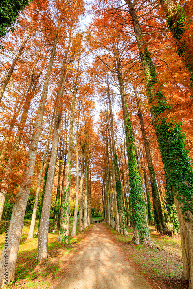 Fototapeta premium 秋のメタセコイア並木 メタセの杜 福岡県築上町 Autumn Metasequoia Fukuoka Pref, Chikujo Town