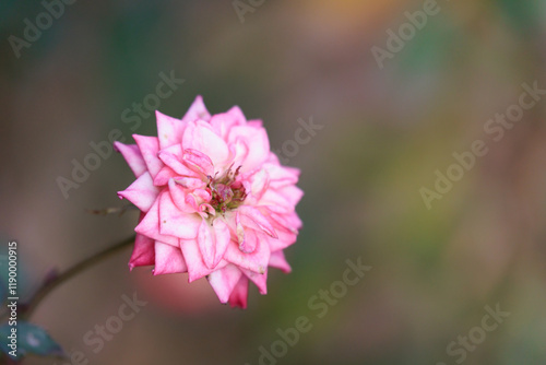 綺麗な花