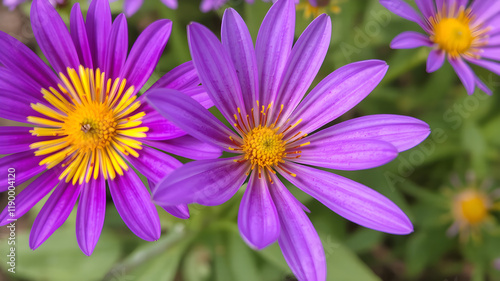 purple and yellow flower