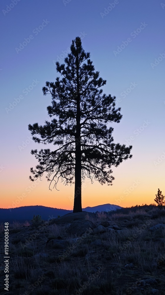 Obraz premium Majestic Silhouette of Pine Tree Against Vibrant Sunset Sky