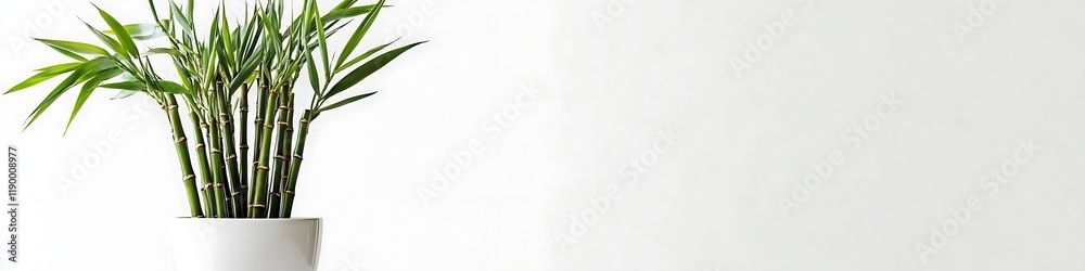 Fototapeta premium Elegant bamboo in a minimalist pot, isolated on white, ultra HD,