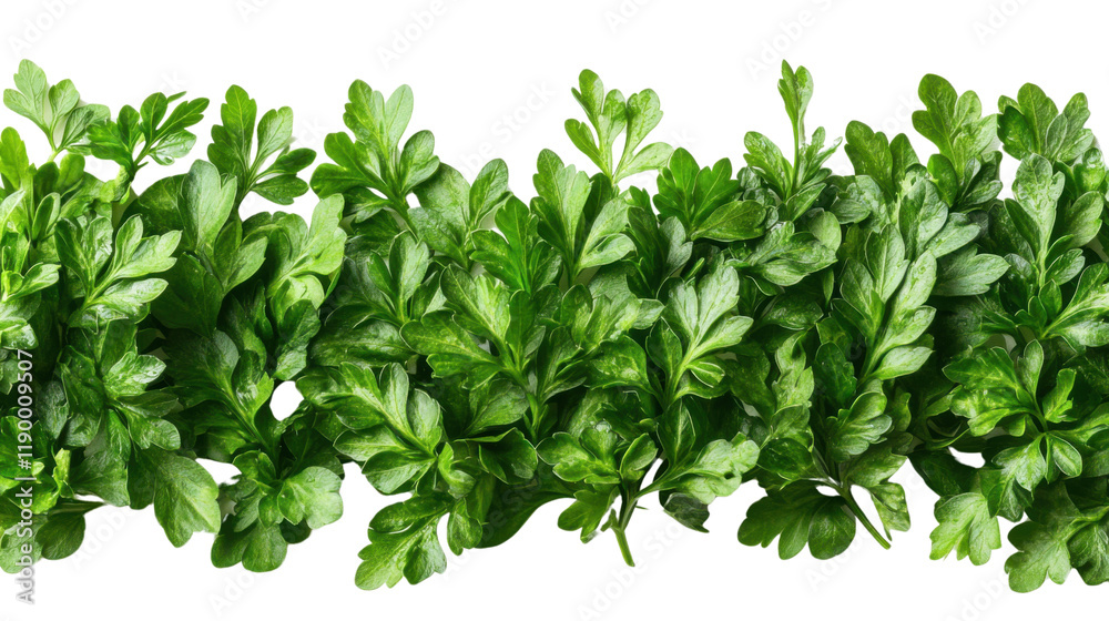 Obraz premium green grass isolated on white background
