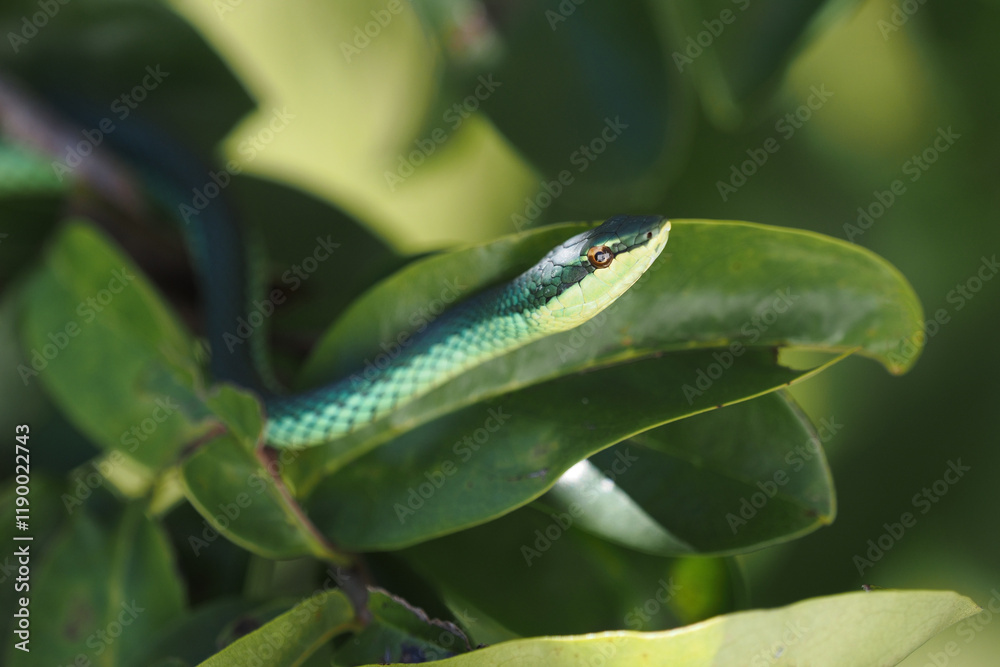 Obraz premium Green snake on tree branch. 
