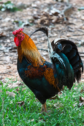 Colorful Rooster