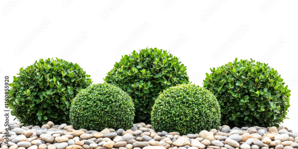 Collection of well-trimmed ornamental shrubs and topiary
