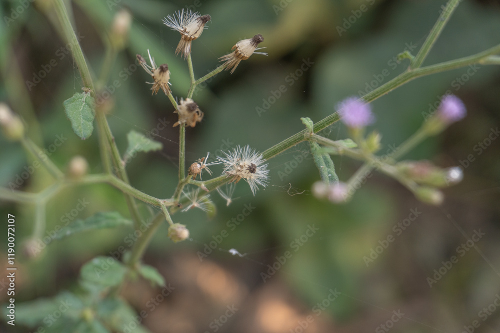 Close-Up of Wildflower Seeds and Buds on a Delicate Stem Close-Up of Wildflower Seeds and Buds on a Delicate Stem