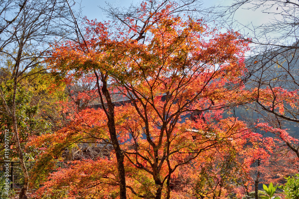 鞍馬寺の紅葉 鞍馬寺の紅葉
