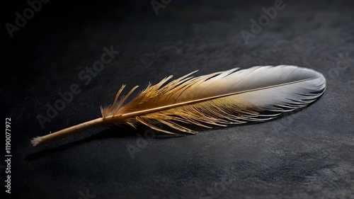 A single feather resting on a dark surface