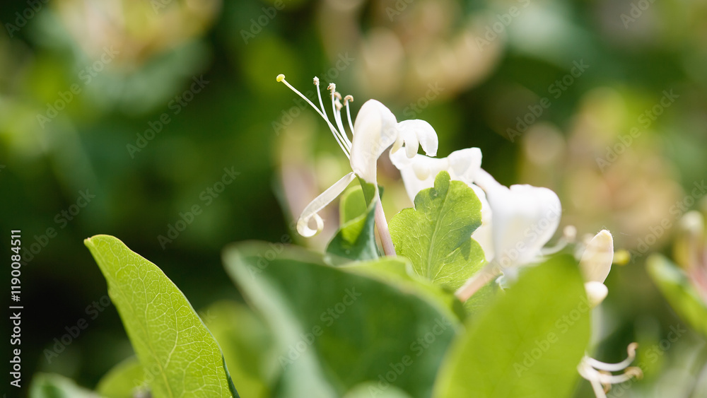 Obraz premium Close-up of white honeysuckle flower in sunlight