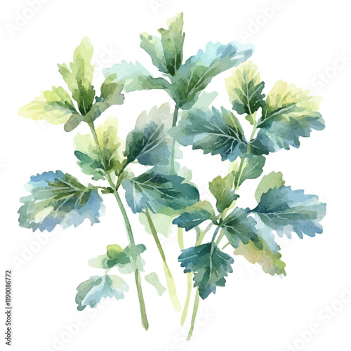 A watercolor painting of lemon balm, isolated on a white background. Lemon balm vector.
