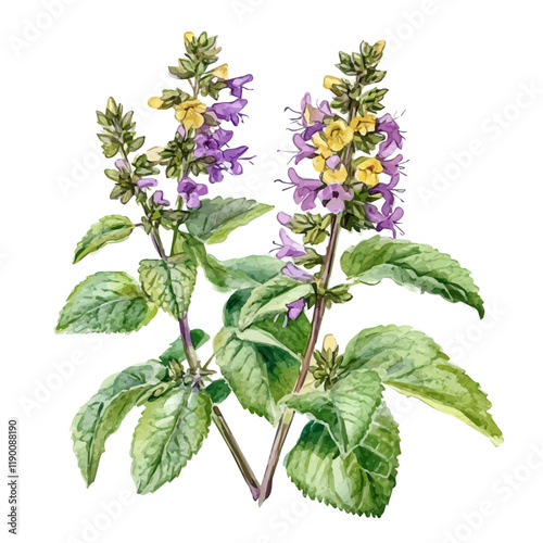 A watercolor painting of lemon balm, isolated on a white background. Lemon balm vector.
