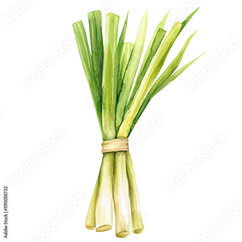 A watercolor vector of lemongrass, isolated on a white background. Lemongrass vector.
