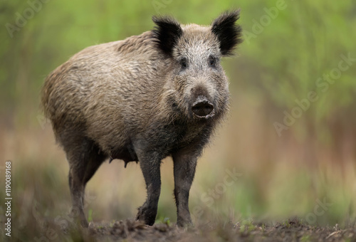 Wild boar close up ( Sus scrofa )